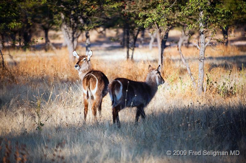 20090610_072313 D3 X1.jpg - Waterbuck, Etosha National Park, Namibia